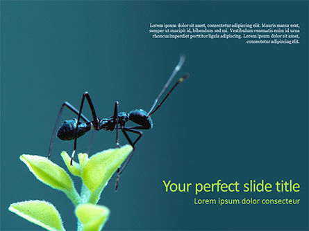 Black Ant PowerPoint Template, Free PowerPoint Template, 15638, Nature & Environment — PoweredTemplate.com