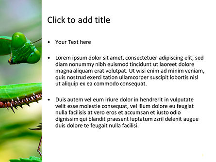 Plantilla de PowerPoint - mantis, Diapositiva 3, 15647, Naturaleza y medio ambiente — PoweredTemplate.com