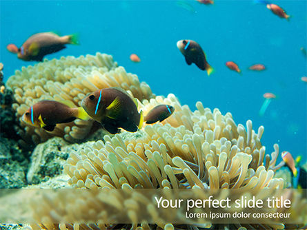 Underwater Photo of Coral Reef PowerPoint Template, Free PowerPoint Template, 15685, Nature & Environment — PoweredTemplate.com