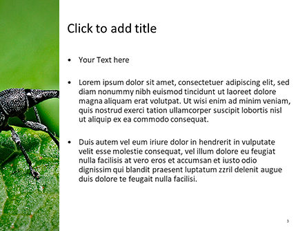 Snout Beetle PowerPoint Template, Slide 3, 15694, Nature & Environment — PoweredTemplate.com