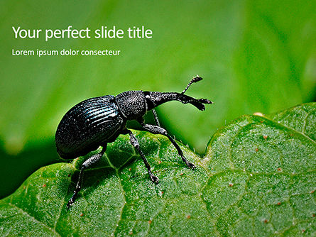 Snout Beetle PowerPoint Template, 15694, Nature & Environment — PoweredTemplate.com