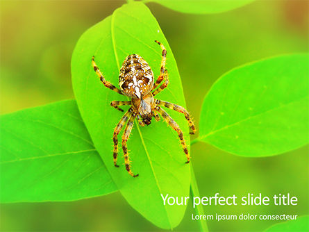 Modelo de PowerPoint Grátis - aranha cruzada, Grátis Modelo do PowerPoint, 15720, Natureza e Ambiente — PoweredTemplate.com