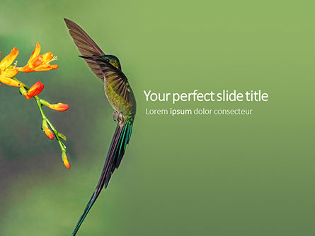 Modèle PowerPoint gratuit de colibri brun près d'une fleur pétale rouge, 15777, Nature / Environnement — PoweredTemplate.com