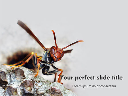 Wasp is Guarding its Nest Presentation, Free PowerPoint Template, 15778, Education & Training — PoweredTemplate.com