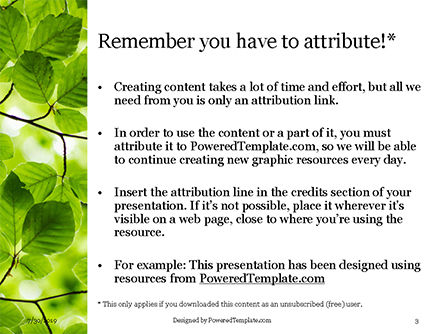 Green Tree Leaves in Sunlight Presentation, Slide 3, 15812, Nature & Environment — PoweredTemplate.com
