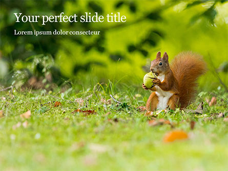 A Squirrel Gnaws a Nut Presentation, PowerPoint Template, 15844, General — PoweredTemplate.com