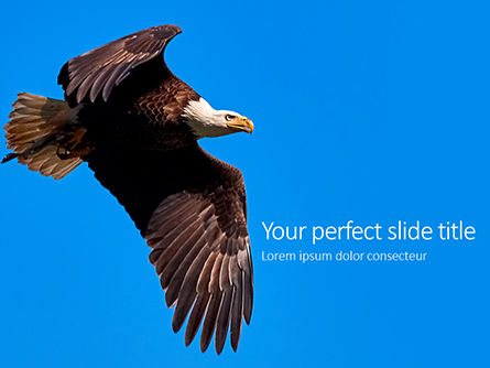 Bald Eagle Lunchtime Presentation, Free PowerPoint Template, 15862, Nature & Environment — PoweredTemplate.com
