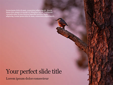 栖息在树枝的一只黑鸟PowerPoint模板, PowerPoint模板, 15868, 自然与环境 — PoweredTemplate.com