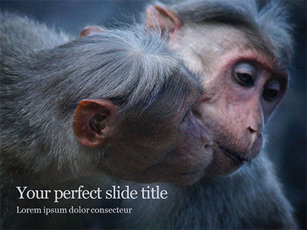 Two Gray Primates Presentation, Free PowerPoint Template, 15913, General — PoweredTemplate.com