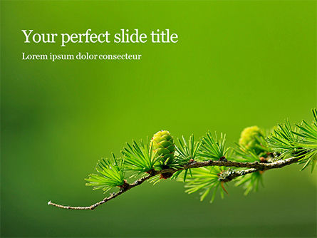Branch of Larch Tree with Cones Presentation, PowerPoint Template, 15921, Nature & Environment — PoweredTemplate.com