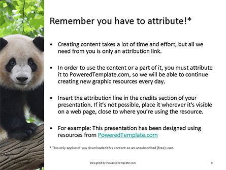 Cute Panda Bear is Sitting on Tree Branch Presentation, Slide 3, 15927, General — PoweredTemplate.com