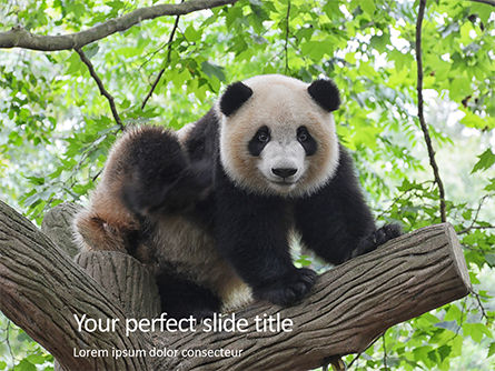 Cute Panda Bear is Sitting on Tree Branch - Free Presentation Template for  Google Slides and PowerPoint | #15927