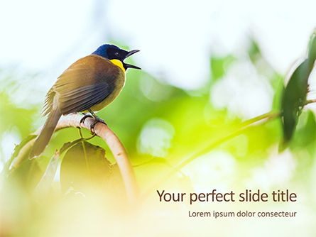 The Blue-Crowned Laughingthrush Among Tree Leaves Presentation, PowerPoint Template, 15954, Nature & Environment — PoweredTemplate.com
