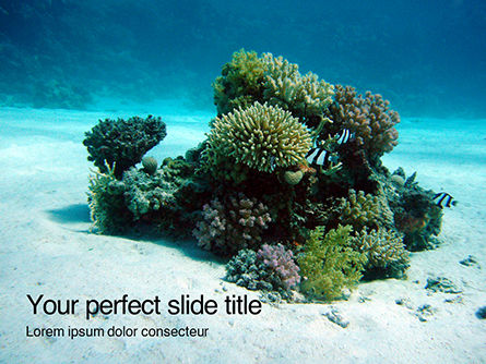 Underwater Scene Presentation, Free PowerPoint Template, 15989, Nature & Environment — PoweredTemplate.com