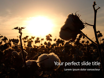 Modèle PowerPoint gratuit de lever de soleil sur un champ de coton, Gratuit Modele PowerPoint, 16006, Nature / Environnement — PoweredTemplate.com