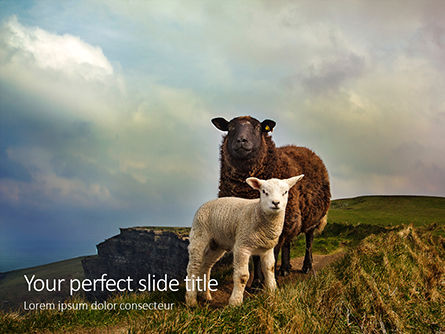 Modèle PowerPoint de mouton femelle avec agneau, Modele PowerPoint, 16096, Agriculture — PoweredTemplate.com