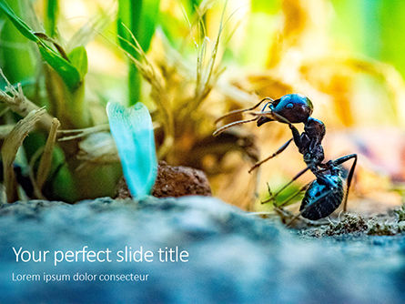 A Busy Small Ant Presentation, 16103, Nature & Environment — PoweredTemplate.com