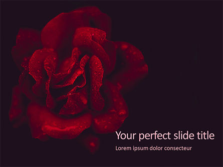 파워포인트 템플릿 - little rain drops on the beautiful red rose, 16454, 자연 및 환경 — PoweredTemplate.com