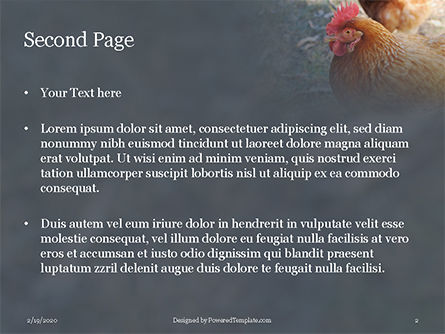무료 파워포인트 템플릿 - a hen presentation, 슬라이드 2, 16528, 농업 — PoweredTemplate.com