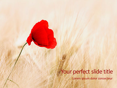 Red Poppy in the Field Presentation, Free PowerPoint Template, 16543, Nature & Environment — PoweredTemplate.com