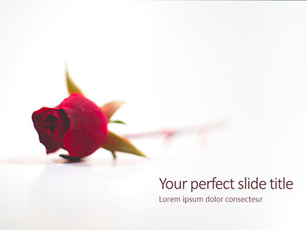 beautiful red rose flower isolated on white background presentation - 無料PowerPointテンプレート, 無料 PowerPointテンプレート, 16612, 休日／特別行事 — PoweredTemplate.com