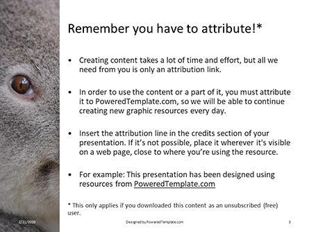 Close-up portrait of koala bear presentation免费PowerPoint模板, 幻灯片 3, 16619, 通用 — PoweredTemplate.com