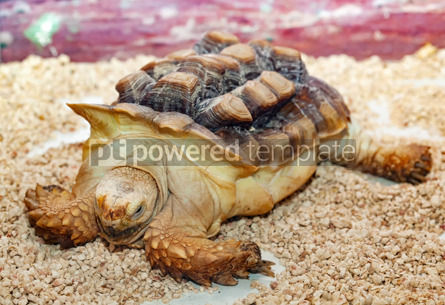 African Spurred Sulcata Tortoise Geochelone Sulcata Foto 102354