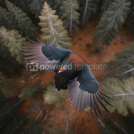 Animals: Aerial Perspective Capercaillie Bird Spotting Hunter #36069 Free AI Image