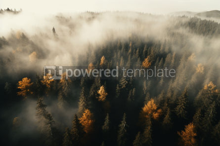Nature: Aerial Perspective of Misty Autumn Coniferous Forest Drone Photo #39765 AI Image