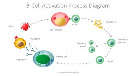 B-Cell Activation Process Diagram, 08939, Medical Diagrams and Charts — PoweredTemplate.com
