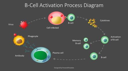 B-Cell Activation Process Diagram, Slide 2, 08939, Medical Diagrams and Charts — PoweredTemplate.com