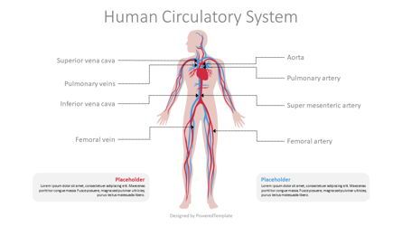 Human Circulatory System Diagram, Gratis Tema de Google Slides, 09069, Diagramas y gráficos médicos — PoweredTemplate.com