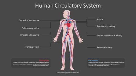 Human Circulatory System Diagram, Diapositive 2, 09069, Schémas et graphiques médicaux — PoweredTemplate.com