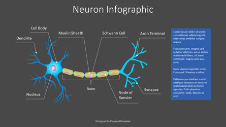 Neuron Structure Diagram, 슬라이드 2, 09378, 교육 차트 및 도표 — PoweredTemplate.com