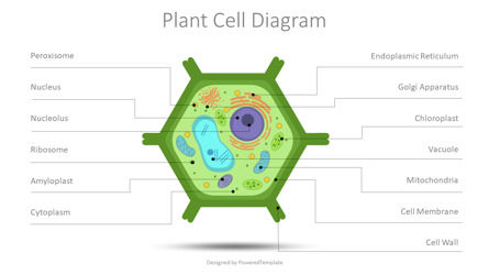 Plant Cell Diagram Free Presentation Slide, 09458, Education Charts and Diagrams — PoweredTemplate.com