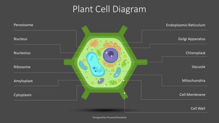 Plant Cell Diagram Free Presentation Slide, Slide 2, 09458, Education Charts and Diagrams — PoweredTemplate.com