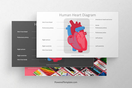 Human Heart Diagram, Gratis Tema de Google Slides, 09562, Diagramas y gráficos educativos — PoweredTemplate.com