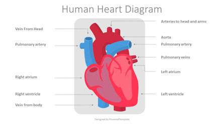 Human Heart Diagram, 幻灯片 2, 09562, 教育图和图表 — PoweredTemplate.com