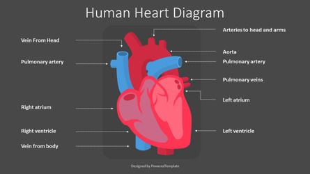 Human Heart Diagram, Slide 3, 09562, Grafici e Diagrammi Educativi — PoweredTemplate.com