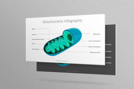 Mitochondria Free Diagram, 免费 Google幻灯片主题, 10037, 教育图和图表 — PoweredTemplate.com