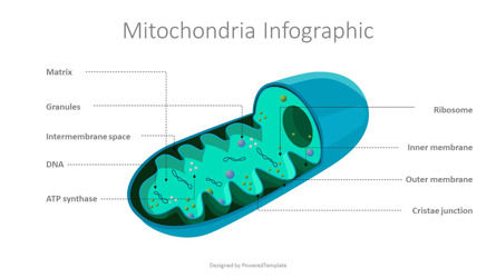 Mitochondria Free Diagram, Slide 2, 10037, Education Charts and Diagrams — PoweredTemplate.com