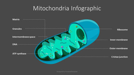 Mitochondria Free Diagram, Dia 3, 10037, Educatieve Grafieken en Diagrammen — PoweredTemplate.com