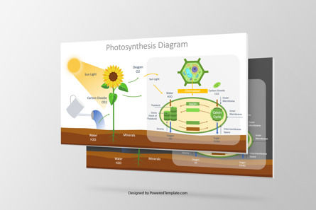 Photosynthesis Presentation Diagram, 10066, Education & Training — PoweredTemplate.com