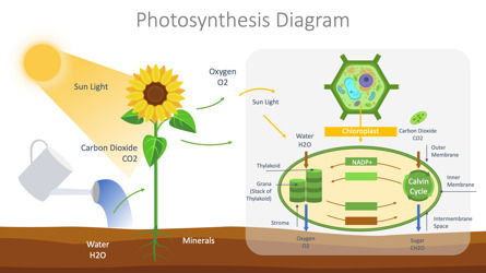 Photosynthesis Presentation Diagram, Slide 2, 10066, Education & Training — PoweredTemplate.com