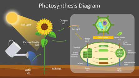 Photosynthesis Presentation Diagram, Slide 3, 10066, Education & Training — PoweredTemplate.com